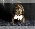 Puppy Rainbow dash Cocker Spaniel