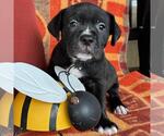 Small Photo #4 Labrador Retriever-Unknown Mix Puppy For Sale in San Diego, CA, USA