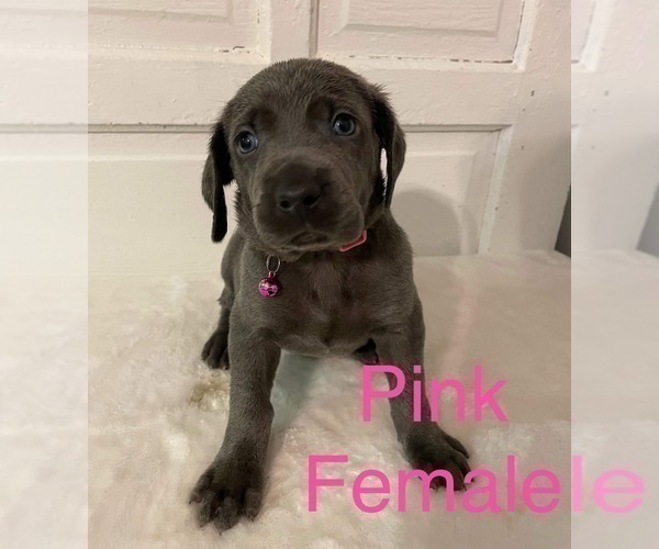 Full screen Photo #7 Weimaraner Puppy For Sale in BLAIR, WI, USA
