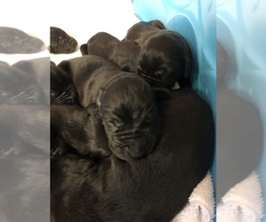 Great Dane Puppy for sale in MINERAL WELLS, TX, USA