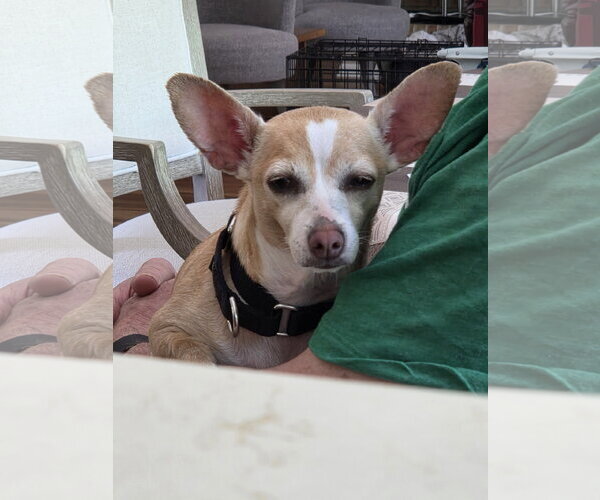 Medium Photo #5 Chiweenie Puppy For Sale in Oakhurst, NJ, USA