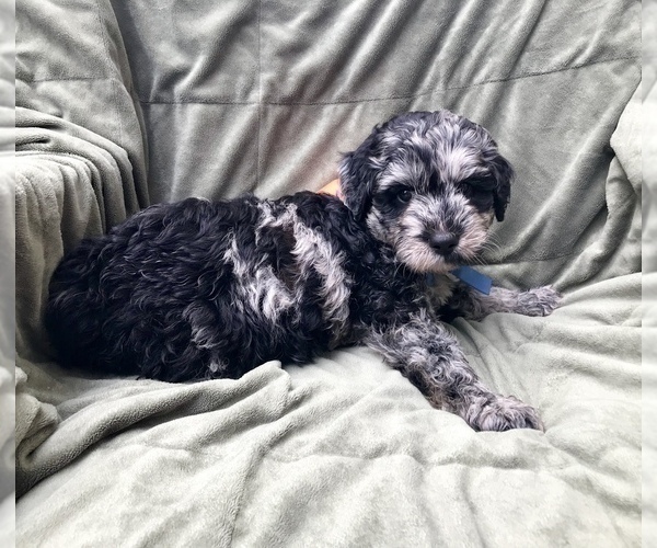 Medium Photo #2 Labradoodle Puppy For Sale in COLCHESTER, CT, USA