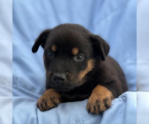 Medium Photo #1 Mutt Puppy For Sale in San Diego, CA, USA
