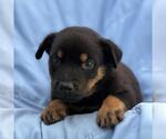Eureka Pup - Carter - Male Mutt Dog for Adoption - Small photo