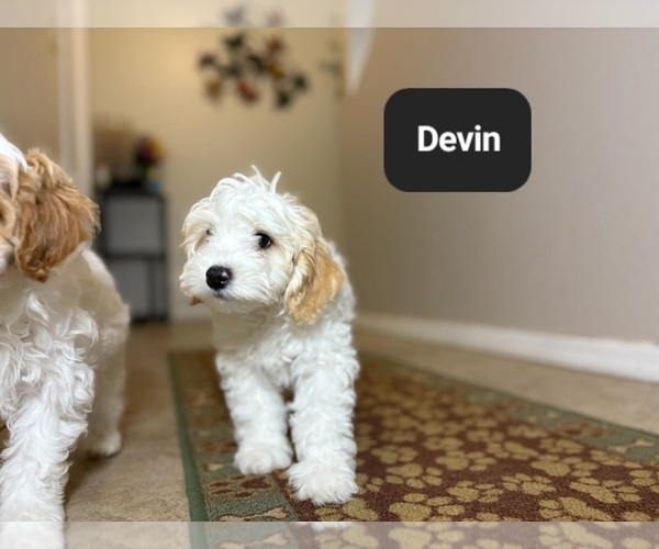 Medium Photo #6 Poovanese Puppy For Sale in TUCSON, AZ, USA