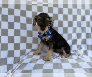 Schnauzer (Miniature) Puppy for sale in LAKELAND, FL, USA