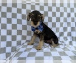 Small Schnauzer (Miniature)
