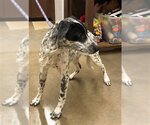 Small #2 Dalmatian Mix
