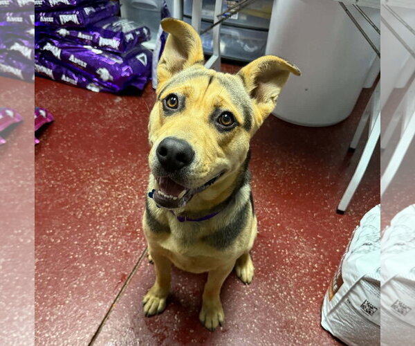 Medium Photo #9 Mutt Puppy For Sale in Fargo, ND, USA