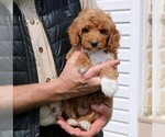 Small Photo #4 Goldendoodle Puppy For Sale in GORDONVILLE, PA, USA