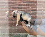 Small #1 Cane Corso