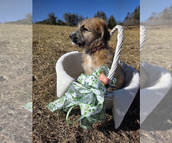 Medium Photo #2 Anatolian Shepherd-Sheepadoodle Mix Puppy For Sale in ALEXANDER, NC, USA
