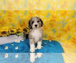Puppy Mini Brussels Bernedoodle-Poodle (Toy) Mix