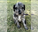 Small Photo #15 Bernedoodle Puppy For Sale in GILBERT, AZ, USA