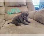 Puppy 4 Catahoula Leopard Dog-Labrador Retriever Mix