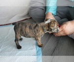 Small Photo #4 English Bulldog Puppy For Sale in FORT GIBSON, OK, USA