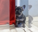 Small #1 French Bulldog
