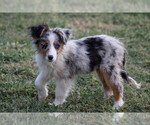 Small Photo #10 Miniature Australian Shepherd Puppy For Sale in KEOTA, IA, USA