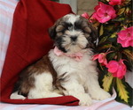 Small #1 Shih Tzu