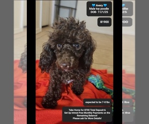 Poodle (Toy) Puppy for sale in TUCSON, AZ, USA