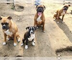 Small Photo #13 Boxer Puppy For Sale in EAST LONGMEADOW, MA, USA