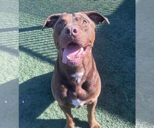 Chopo-$75 Adoption Fee! Diamond Dog! - Male Labrador Retriever-Unknown Mix Dog for Adoption - Photo #2