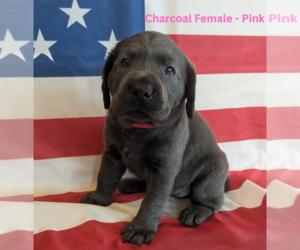 Labrador Retriever Puppy for sale in PALMYRA, VA, USA