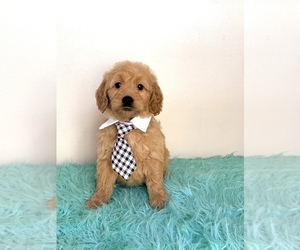 Goldendoodle (Miniature) Puppy for sale in ORLANDO, FL, USA