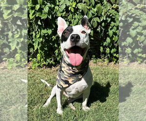 Milo - Female American Pit Bull Terrier-Unknown Mix Dog for Adoption - Photo #4