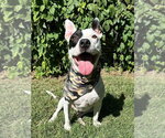 Small Photo #4 American Pit Bull Terrier-Unknown Mix Puppy For Sale in Redlands, CA, USA