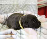 Small #6 Labrador Retriever