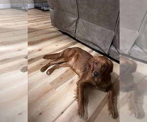 Mother of the Golden Retriever puppies born on 08/03/2026