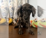 Litter of 4 - Male(s) and Female(s) Cockapoo (Miniature)Litter of Puppies for Sale - Photo #38