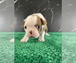 Small Photo #104 Boston Terrier Puppy For Sale in TULARE, CA, USA