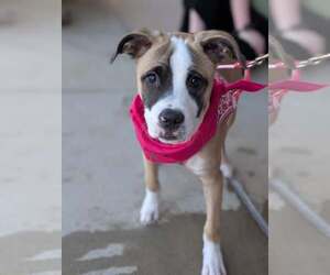 Mutt Dogs for adoption in Holly Springs, NC, USA