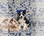 Small Photo #2 Pomsky Puppy For Sale in EPHRATA, PA, USA