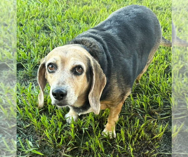 Medium Photo #10 Beagle Puppy For Sale in Dunnellon, FL, USA