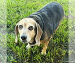 Small #9 Beagle