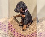 Small Photo #7 Doberman Pinscher Puppy For Sale in VERMILION, OH, USA