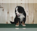 Small Photo #4 Bernese Mountain Dog Puppy For Sale in WESTCLIFFE, CO, USA