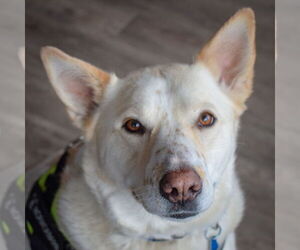 German Shepherd Dog-Huskies Mix Dogs for adoption in Huntley, IL, USA