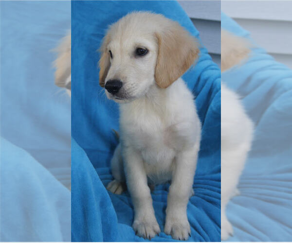 Medium Photo #6 Golden Retriever Puppy For Sale in STATEN ISLAND, NY, USA
