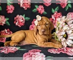Small Photo #4 Vizsla Puppy For Sale in KINZERS, PA, USA
