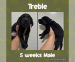 Puppy Treble Labrador Retriever