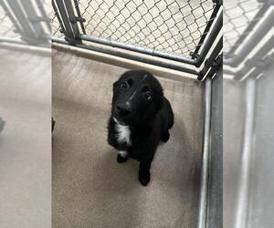 German Shepherd Dog-Unknown Mix Dogs for adoption in HESPERIA, CA, USA