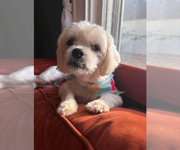 Medium Photo #7 Shih Tzu-Unknown Mix Puppy For Sale in Grafton, WI, USA