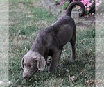 Small Photo #4 Labrador Retriever Puppy For Sale in DANVILLE, PA, USA