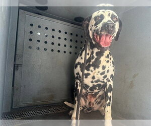 Dalmatian Dogs for adoption in Downey, CA, USA