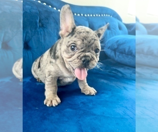 Medium Photo #12 French Bulldog Puppy For Sale in CHARLESTON, SC, USA
