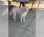 Small Photo #3 Maltese Puppy For Sale in Menifee, CA, USA